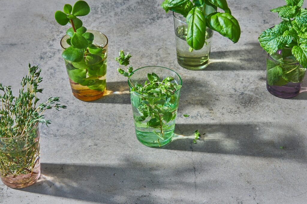 Plantes pour éloigner les mouches et moucherons