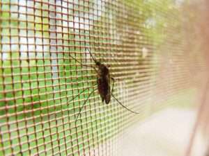 Astuces anti-moustiques naturelles