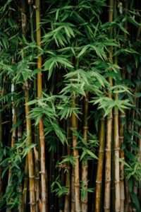 Bienfaits et avantages de la fibre de bambou