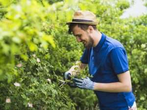 Arboriculteur professionnel Montreal